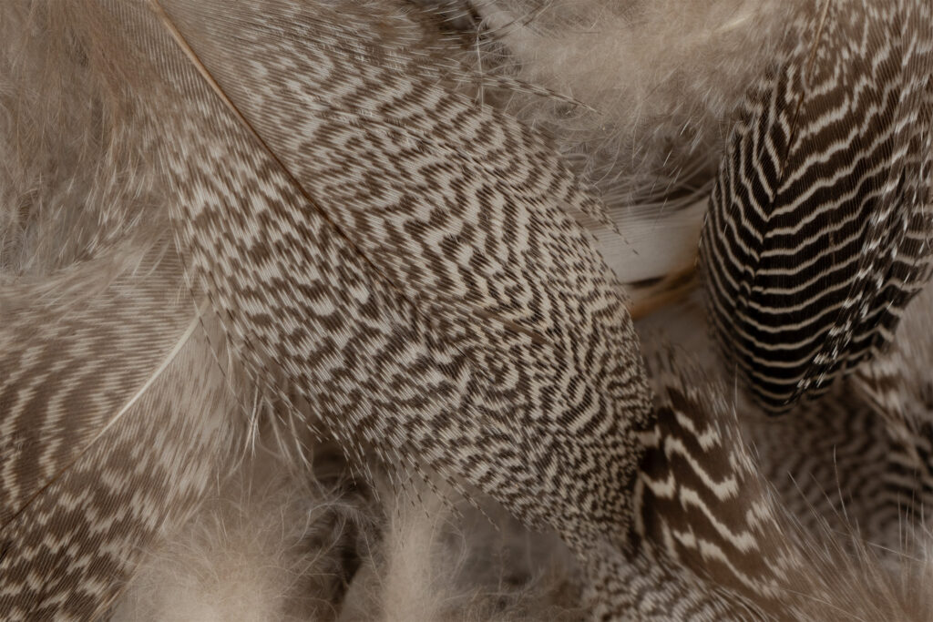 Krikandfarvet flanke