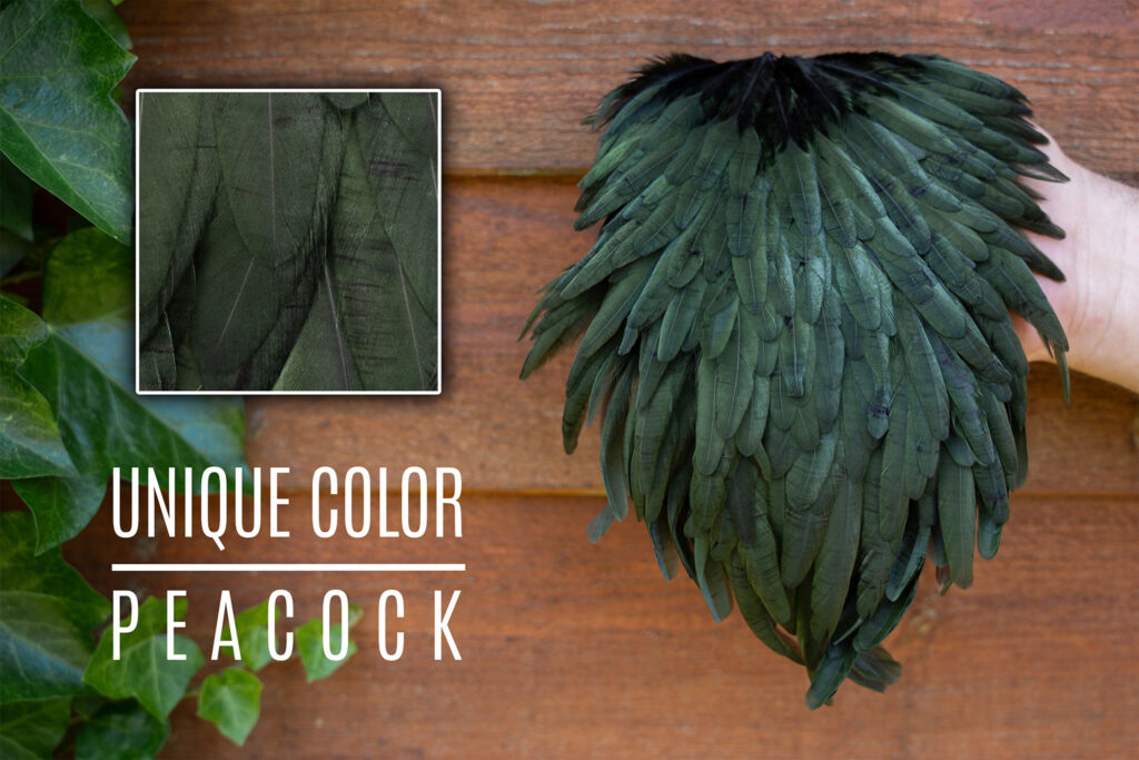 Hensaddle Peacock