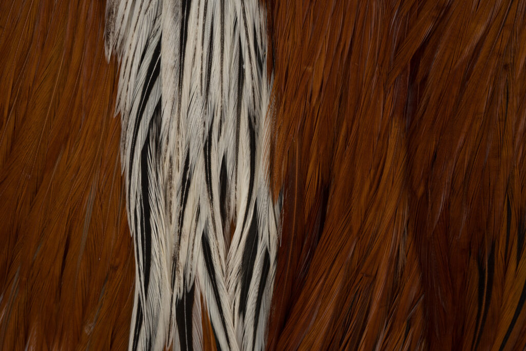 Ewing Bigger Bugger Patch